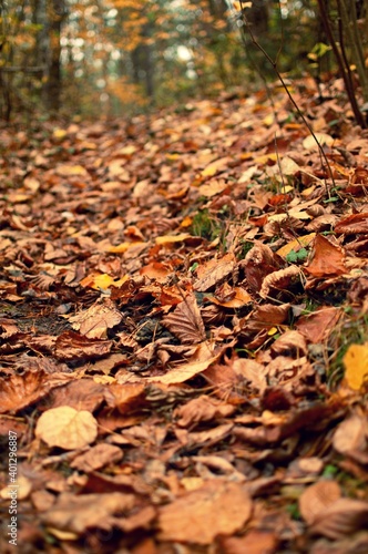 Jesienne liście budujące ścieżkę w głąb lasu i jesieni.
