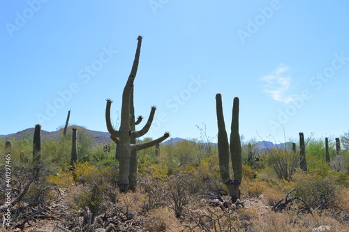 cactus in desert © Christopher