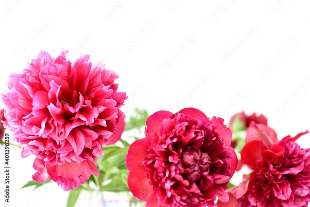 Bundle of red peony in a vase with bright background