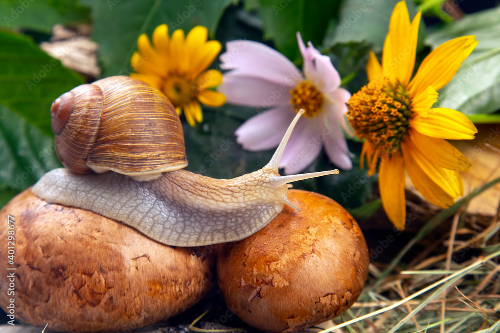grape snail is actively crawling in nature. mollusc and invertebrate. delicacy meat and gourmet food. grape snail is actively crawling in nature. mollusc and invertebrate. delicacy meat and gourmet food.