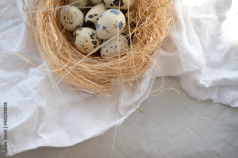 Obraz premium a nest with quail eggs .