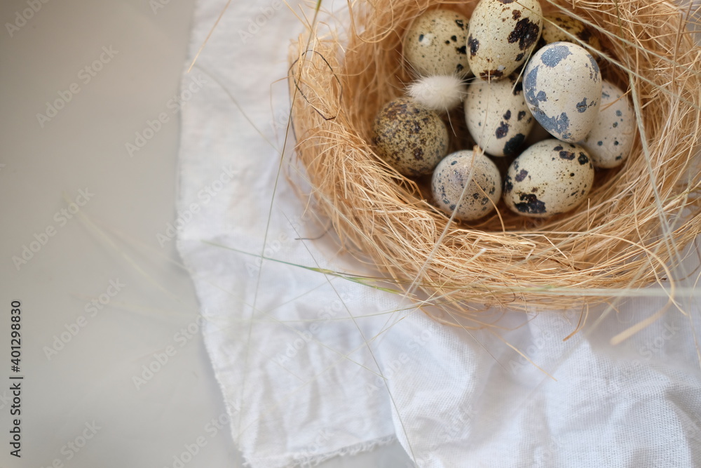 Obraz premium a nest with quail eggs .