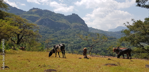 Mount Kadam (Kadama) in Uganda
