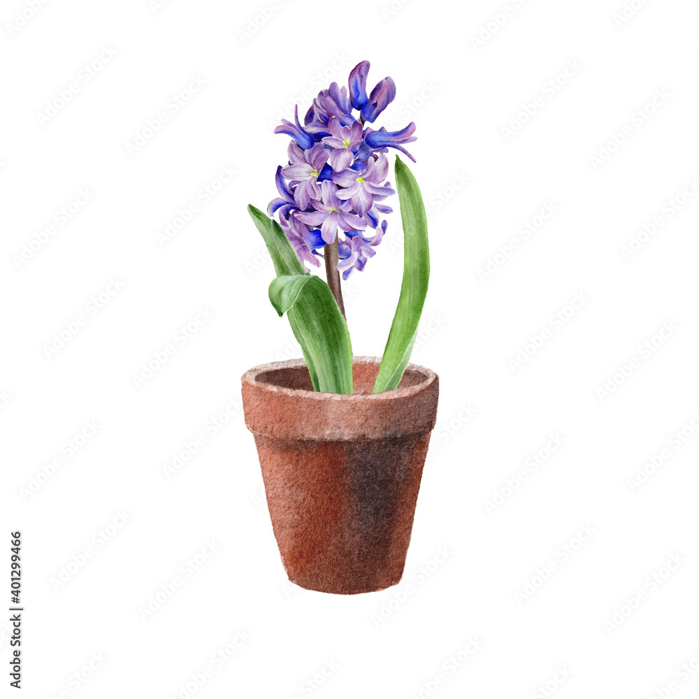 Hyacinth flower in the pot. Watercolor spring illustration Hyacinth flower in the pot. Watercolor spring illustration