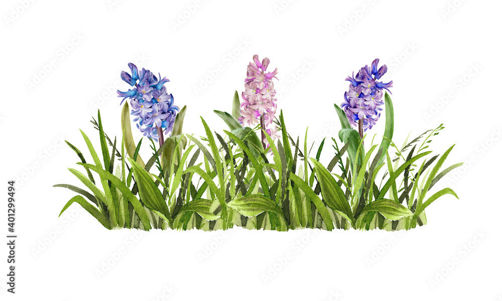 Obraz premium Watercolor botanical illustration. Spring grass with hyacinth flowers. Hand drawn floral background. Horizontal composition.