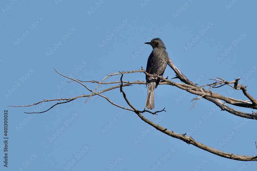bulbul on the branch bulbul on the branch