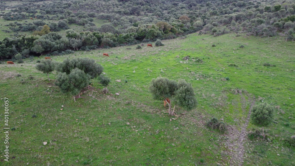 Obraz premium cow, sky, grass