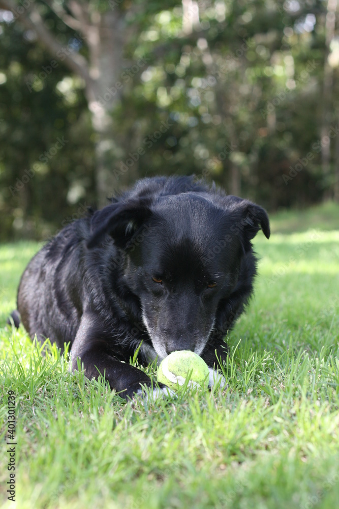 Black Dog Resting and Playing 