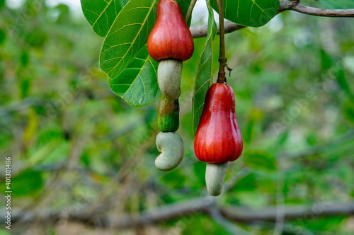 The cashew tree (Anacardium occidentale) is a tropical evergreen tree that produces the cashew seed and the cashew apple.