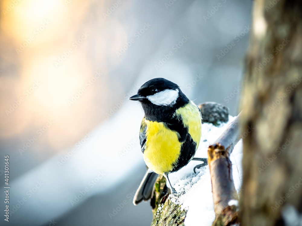Obraz premium Great tit sitting on a tree in a park. Cute little bird on a blurred background in pastel shades. Colorful birdie on a twig in cold winter.