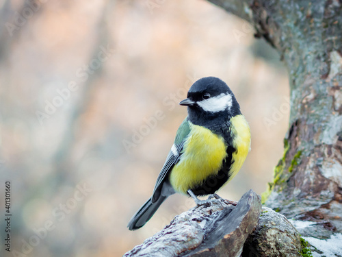 Great tit sitting on a tree in a park. Cute little bird on a blurred background in pastel shades. Colorful birdie on a twig in cold winter.