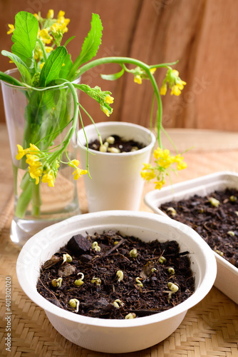 Organic plant seed growing in recycling biodegradable bowl, eco friendly sustainable concept