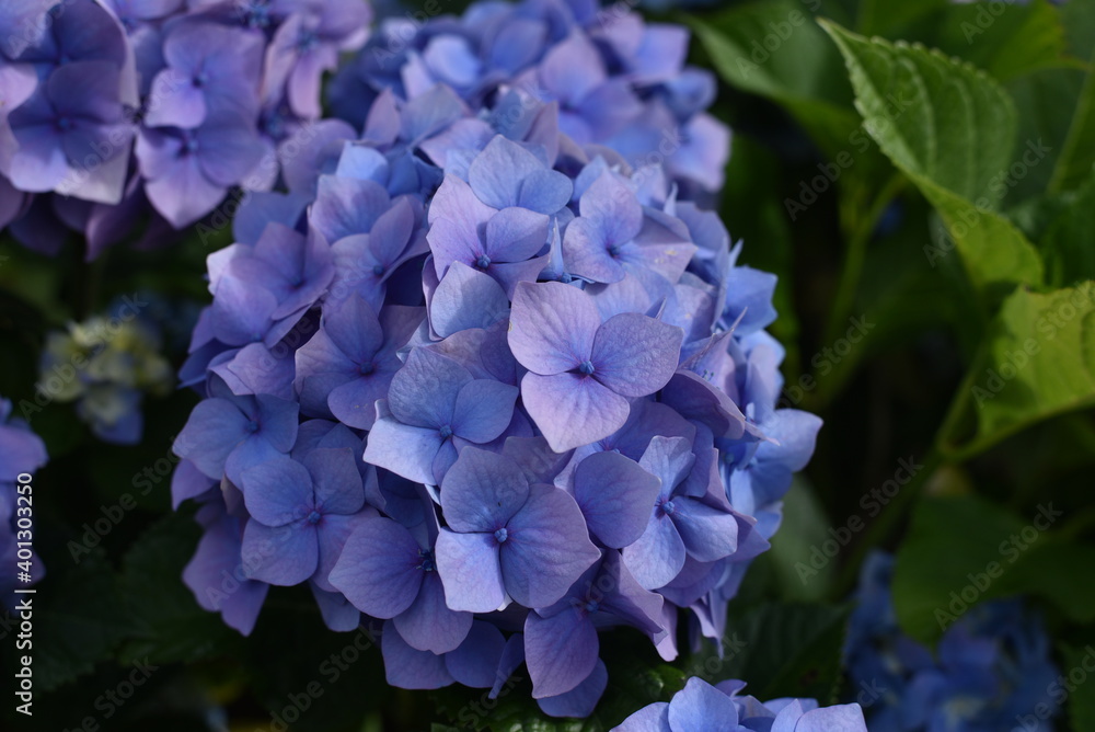 Violet hydrangea flower Violet hydrangea flower