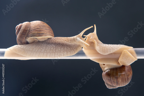 Fototapeta Naklejka Na Ścianę i Meble -  Helix pomatia. snails hang from a plastic tube. romance and relationships in the animal kingdom. mollusc and invertebrate. delicacy meat and gourmet food