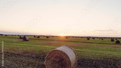 Wheat harvesting. Round bales of straw in the field.
