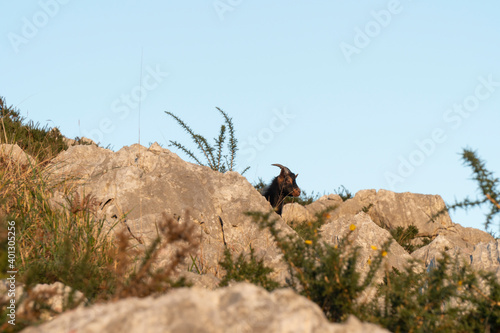 Black goat on a mountain hill between rocks