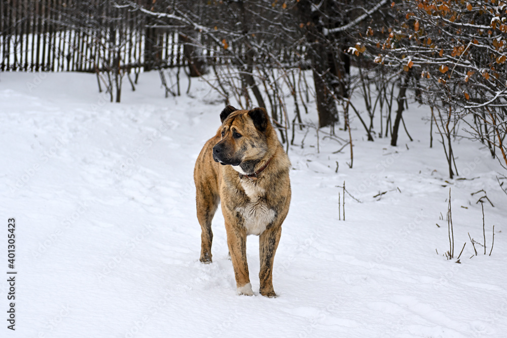 A thoroughbred middle Asian shepherd dog of brown color. An Asian dog with cropped ears and tail stands outside in winter. A big angry dog guards its territory.An adult male stands near a wooden fence A thoroughbred middle Asian shepherd dog of brown color. An Asian dog with cropped ears and tail stands outside in winter. A big angry dog guards its territory.An adult male stands near a wooden fence