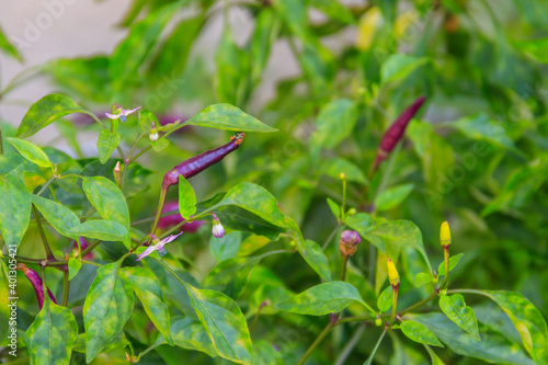 Purple cayenne pepper or chilli pepper in vegetable garden © olyasolodenko