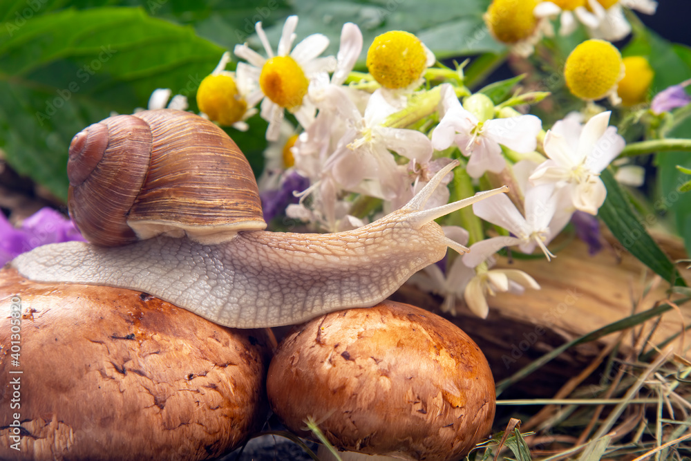 grape snail is actively crawling in nature. mollusc and invertebrate. delicacy meat and gourmet food. grape snail is actively crawling in nature. mollusc and invertebrate. delicacy meat and gourmet food.