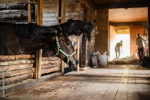 In the wooden stable, the horses stand in their stalls and wait to be fed.