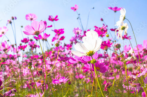 pink garden flowers,flowers blossoming under blue sky background. © Teerayut