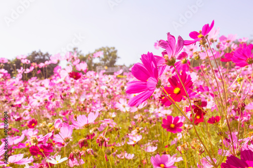 pink garden flowers,flowers blossoming under blue sky background.