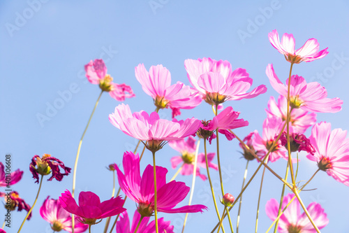 pink garden flowers flowers blossoming under blue sky background.