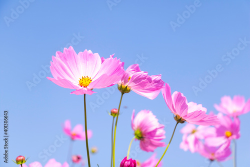 pink garden flowers flowers blossoming under blue sky background.