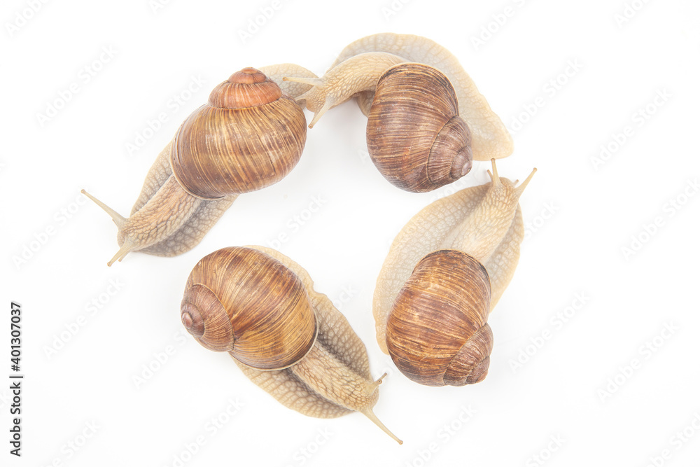 Helix pomatia. grape snail on a white background. mollusc and invertebrate. gourmet protein meat food. communication of the individual in society Helix pomatia. grape snail on a white background. mollusc and invertebrate. gourmet protein meat food. communication of the individual in society