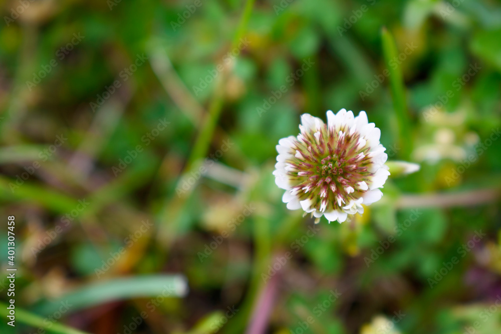 flower in the garden flower in the garden