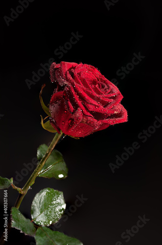 rote Rose am Stiel