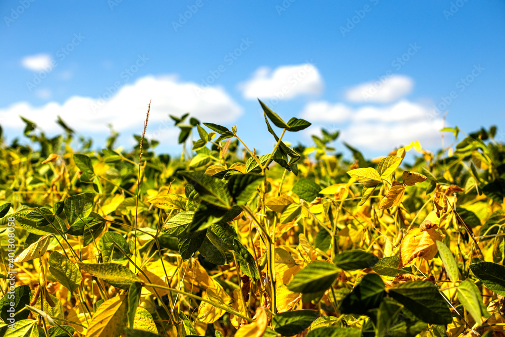 Fototapeta premium field with mature yellow soybean against blue sky with white clouds. Growing foods for vegetarians. Growing foods for vegetarians.