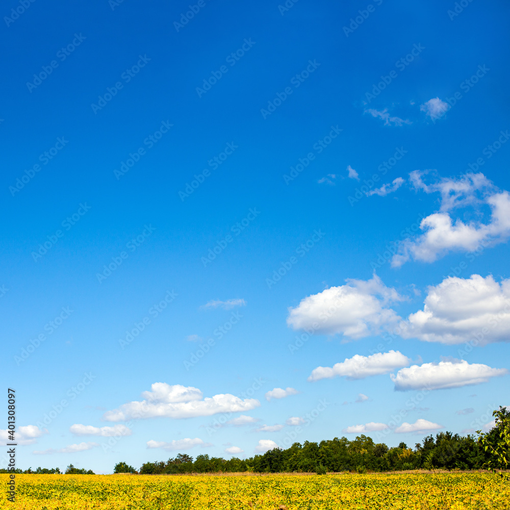 field with mature yellow soybean against blue sky with white clouds. Growing foods for vegetarians. Growing foods for vegetarians. field with mature yellow soybean against blue sky with white clouds. Growing foods for vegetarians. Growing foods for vegetarians.