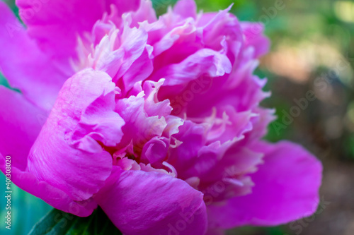close up of a pink flower