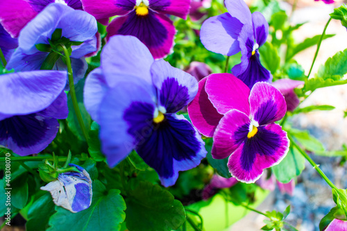 purple and yellow flowers