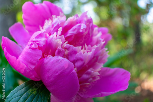 pink and white flower