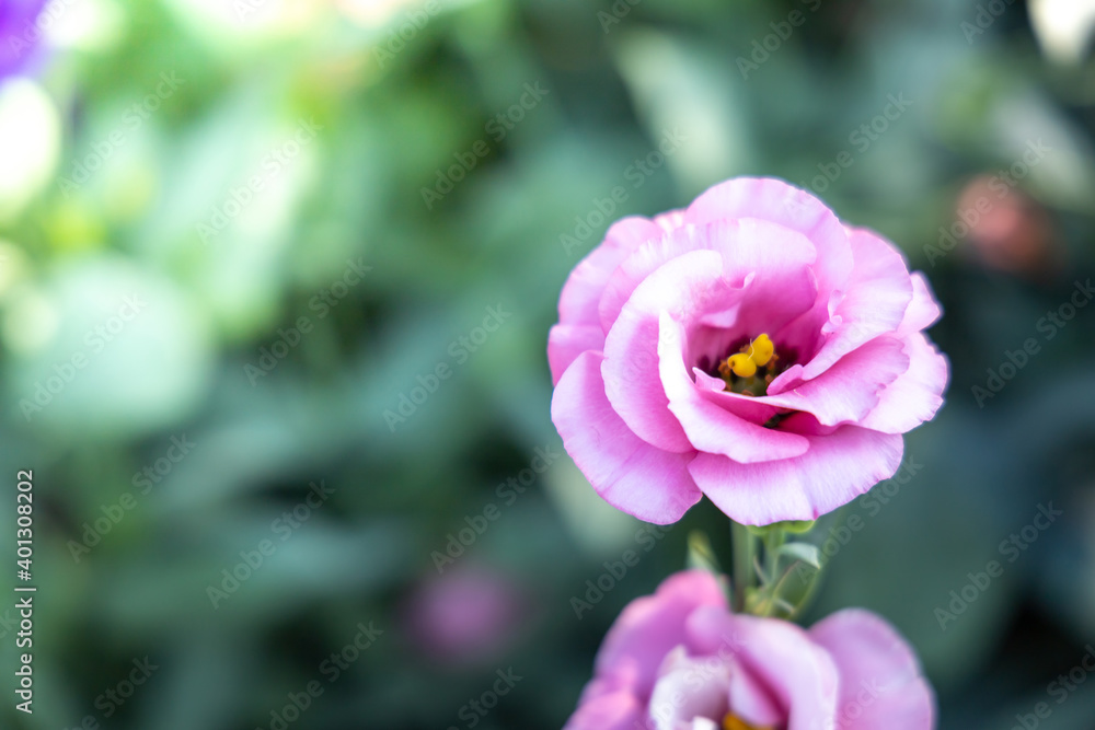 Roses in the garden