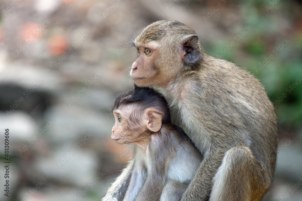 Fototapeta premium 可愛いサル