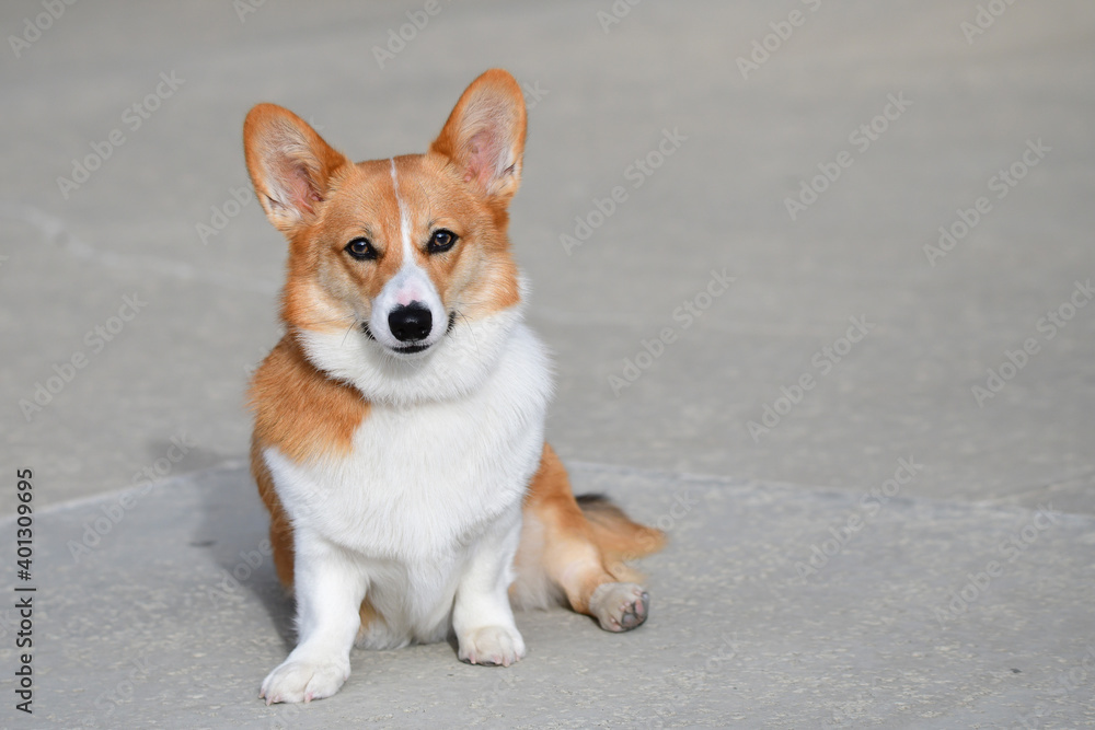 Young Corgi in the Sun Young Corgi in the Sun