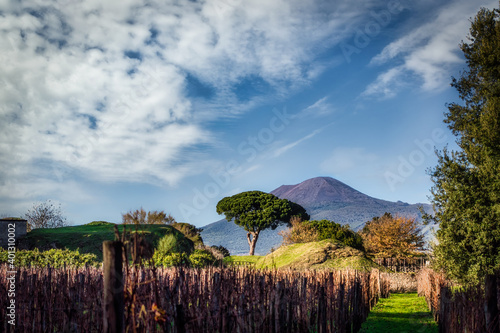 Vesuvius and the Vineyard photo