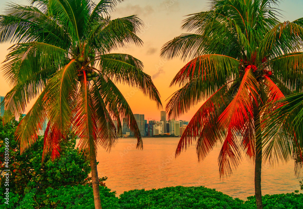 Fototapeta premium palm trees at sunset Miami Florida usa beautiful place