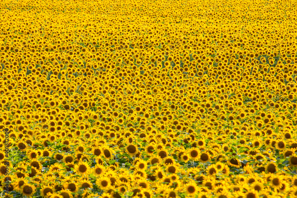 Large field of blooming sunflowers in sunlight. Agronomy, agriculture and botany Large field of blooming sunflowers in sunlight. Agronomy, agriculture and botany