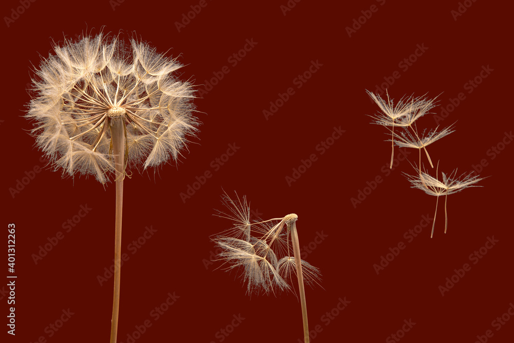 dry dandelion seeds fly away from the flower