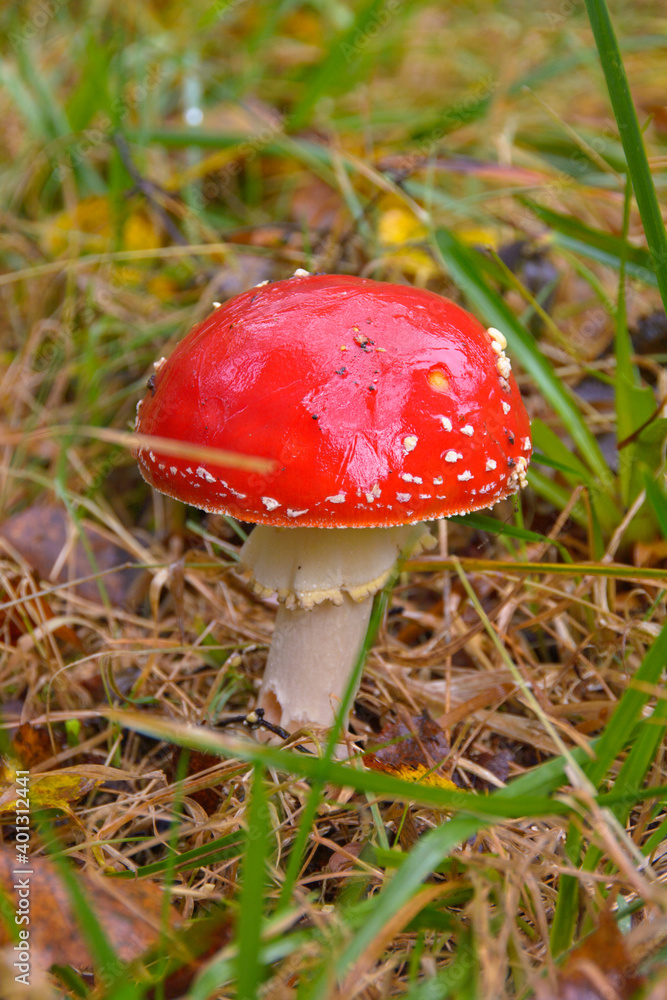 amanita, fly agaric, red mushroom in forest amanita, fly agaric, red mushroom in forest