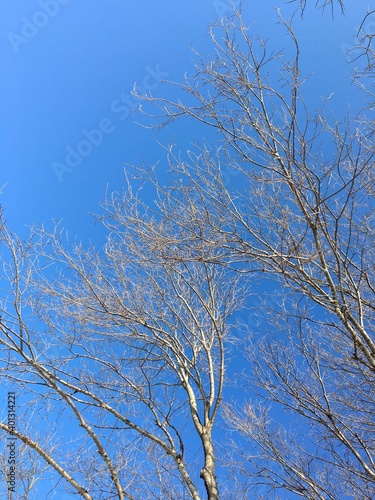 tree in winter