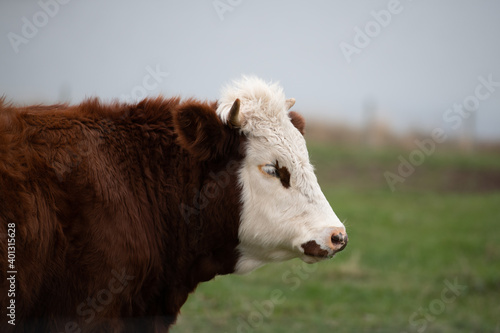 A Hereford cow with a white head, dark eyes, large ears and a red colour hairy body. The large beef bull has pointy horns, furry ears and a dark nose. The animal is standing in a green grassy meadow.  © Dolores  Harvey