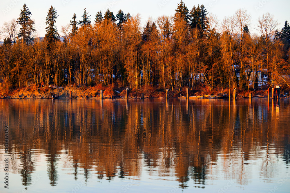 Bare trees reflect in river during winter sunset