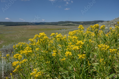 Mountain Goldenrod wildflowers in front of Yellowstone wilderness