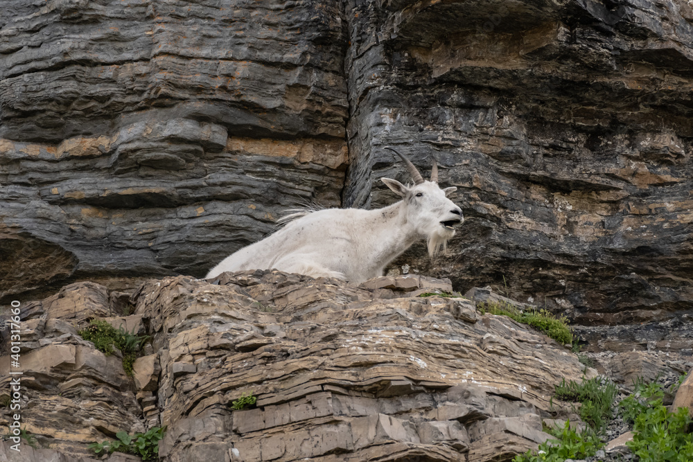 Mountain Goat Chews on Rock Shelf Mountain Goat Chews on Rock Shelf
