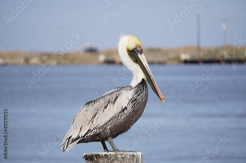 Pelican